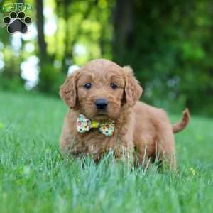 Theo, Goldendoodle Puppy